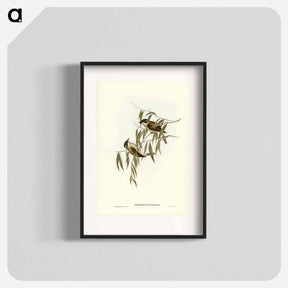 アートポスター-Black-throated Honey-eater
 - ジョン グールド Poster.