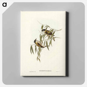 アートパネル-Black-throated Honey-eater
 - ジョン グールド Canvas.