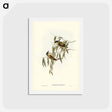 アートポストカード-Black-throated Honey-eater
 - ジョン グールド Postcard.