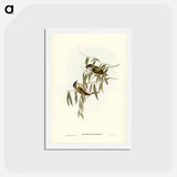 アートポストカード-Black-throated Honey-eater
 - ジョン グールド Postcard.