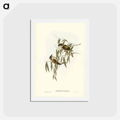 アートポストカード-Black-throated Honey-eater
 - ジョン グールド Postcard.