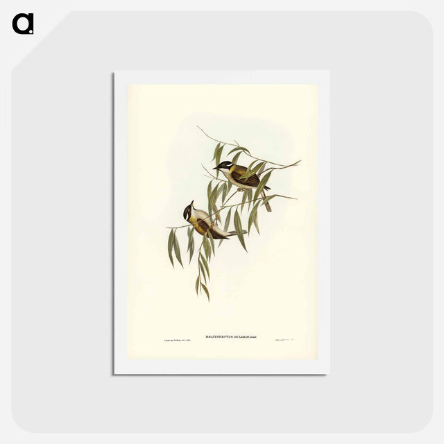 アートポストカード-Black-throated Honey-eater
 - ジョン グールド Postcard.