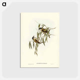 アートポストカード-Black-throated Honey-eater
 - ジョン グールド Postcard.