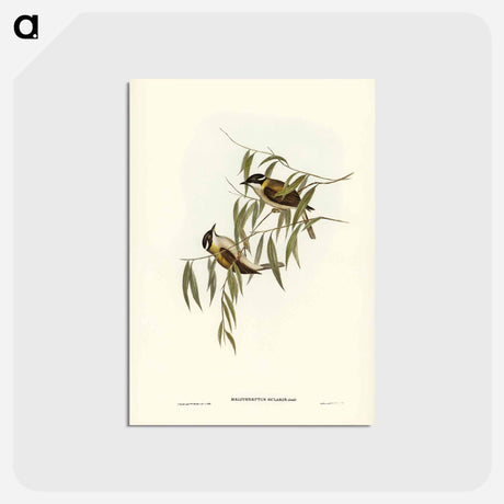 アートポストカード-Black-throated Honey-eater
 - ジョン グールド Postcard.