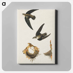 アートパネル-American Swift
 - ジョン ジェームス オーデュボン Canvas.