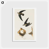 American Swift
 - ジョン ジェームス オーデュボン Postcard.