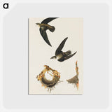 American Swift
 - ジョン ジェームス オーデュボン Postcard.