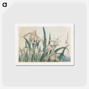 アートポストカード-Irises and Grasshopper - 葛飾 北斎 Postcard.