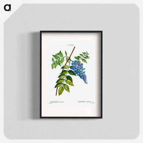 アートポスター-Kidney bean tree - ピエール ジョゼフ ルドゥーテ Poster.