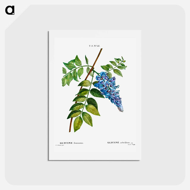 アートポストカード-Kidney bean tree - ピエール ジョゼフ ルドゥーテ Postcard.