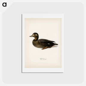 アートポストカード-Velvet Scoter
 - スヴェンスカ フォグラル Postcard.