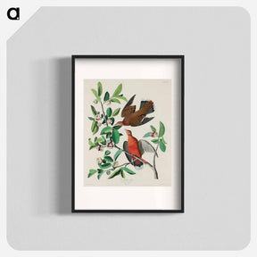 アートポスター-Birds of America
 - アメリカの鳥たち Poster.