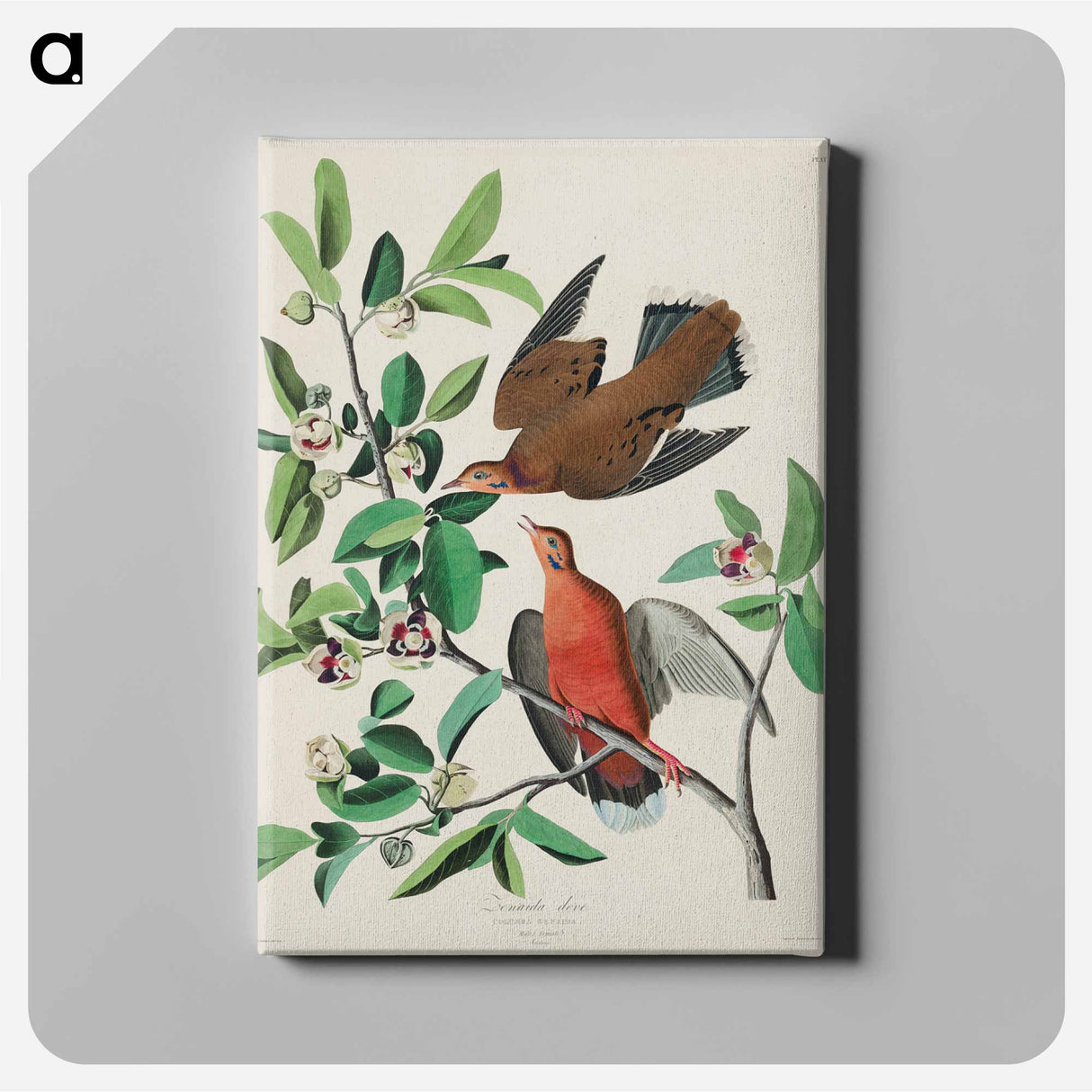 アートパネル-Birds of America
 - アメリカの鳥たち Canvas.