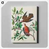 アートパネル-Birds of America
 - アメリカの鳥たち Canvas.