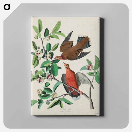 アートパネル-Birds of America
 - アメリカの鳥たち Canvas.