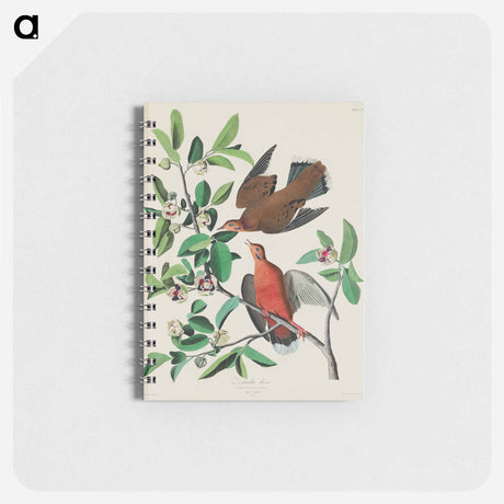 アートメモ帳-Birds of America
 - アメリカの鳥たち Memo.