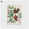 アートポストカード-Birds of America
 - アメリカの鳥たち Postcard.