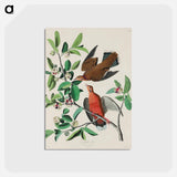 アートポストカード-Birds of America
 - アメリカの鳥たち Postcard.