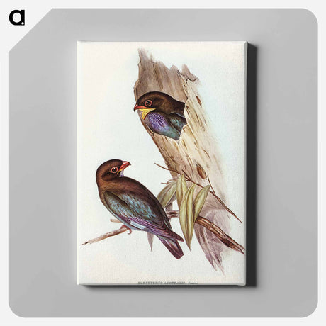 アートパネル-Australian Roller
 - オーストラリアの鳥 Canvas.