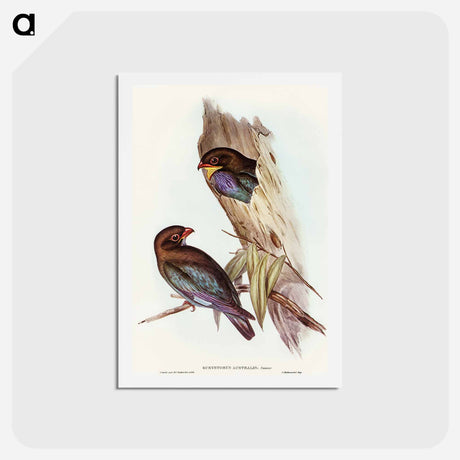 アートポストカード-Australian Roller
 - オーストラリアの鳥 Postcard.