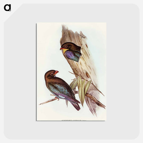 アートポストカード-Australian Roller
 - オーストラリアの鳥 Postcard.