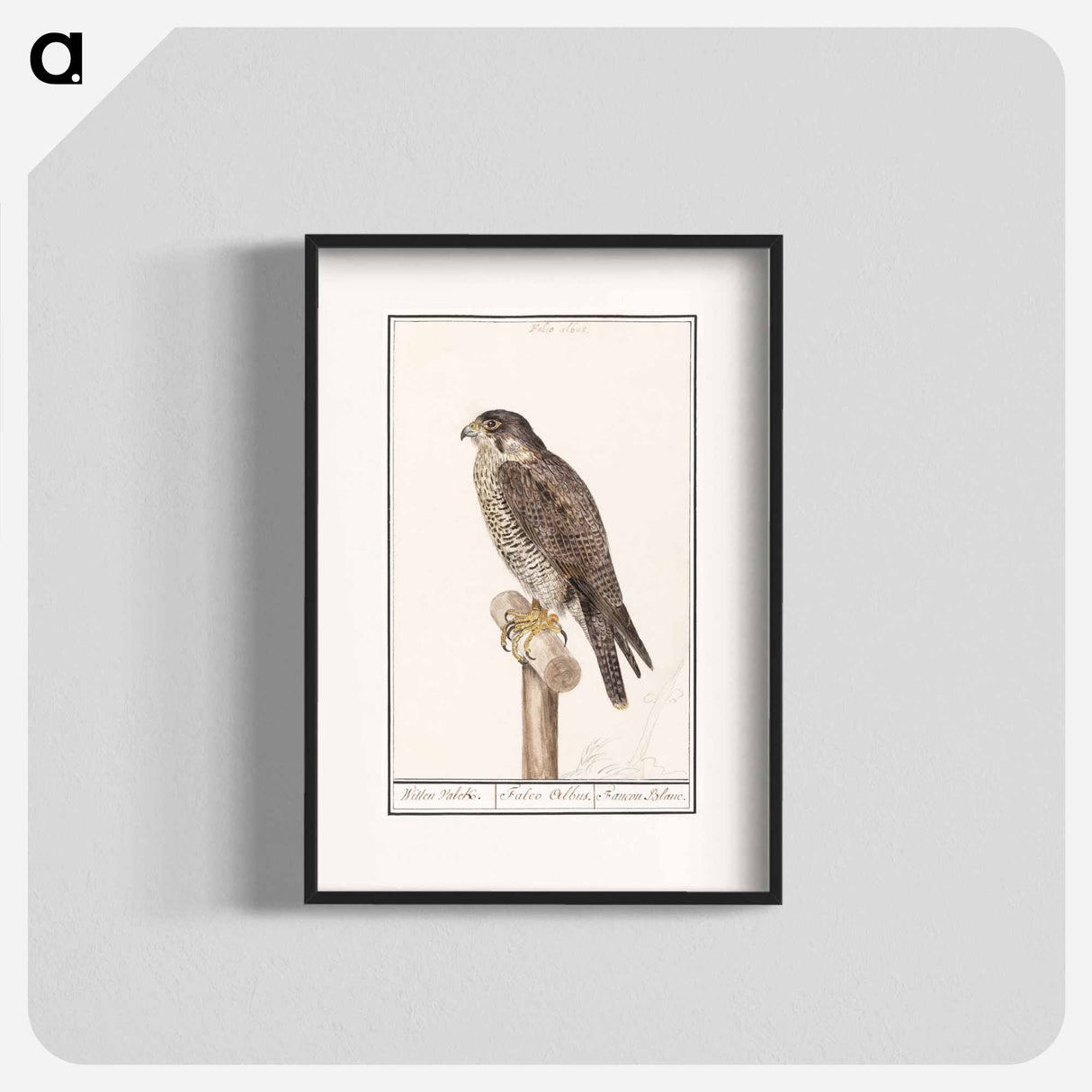 Peregrine Falcon - アンセルムス ボエティウス デ ブート Poster.