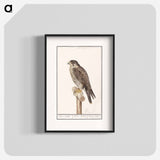 Peregrine Falcon - アンセルムス ボエティウス デ ブート Poster.