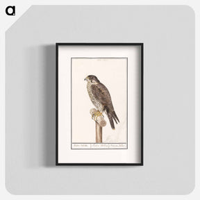 アートポスター-Peregrine Falcon - アンセルムス ボエティウス デ ブート Poster.