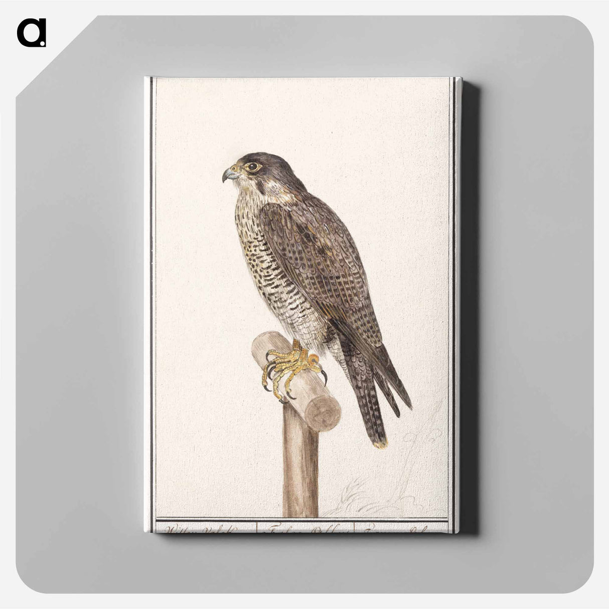 Peregrine Falcon - アンセルムス ボエティウス デ ブート Canvas.