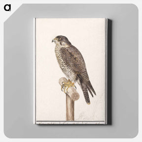 アートパネル-Peregrine Falcon - アンセルムス ボエティウス デ ブート Canvas.