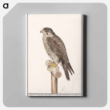 Peregrine Falcon - アンセルムス ボエティウス デ ブート Canvas.