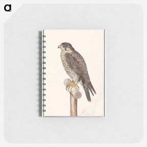 アートメモ帳-Peregrine Falcon - アンセルムス ボエティウス デ ブート Memo.