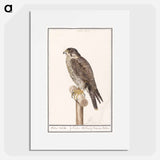 Peregrine Falcon - アンセルムス ボエティウス デ ブート Poster.