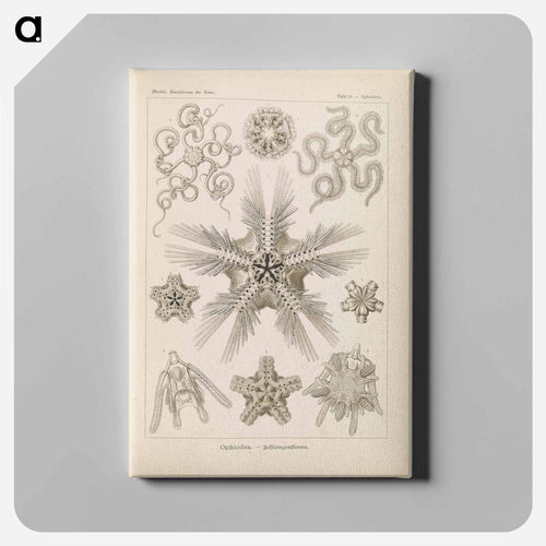 Marine life illustration - エルンスト ヘッケル Canvas.