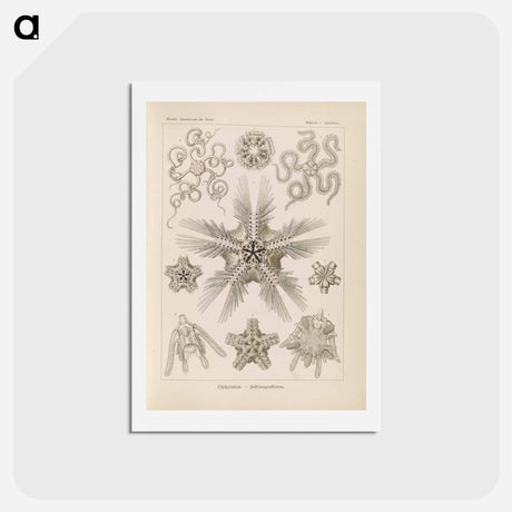 アートポストカード-Marine life illustration - エルンスト ヘッケル Postcard.