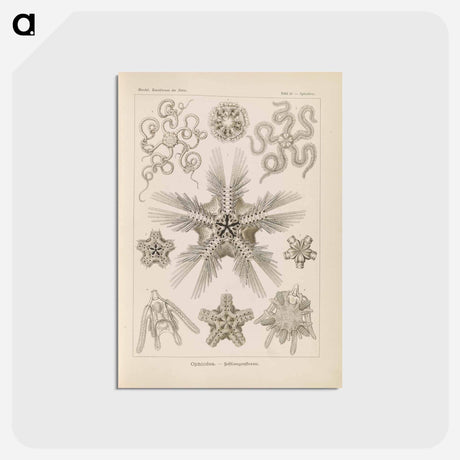 アートポストカード-Marine life illustration - エルンスト ヘッケル Postcard.