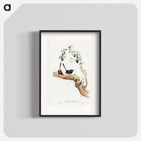 アートポスター-Long-tailed Wren
 - ジョン グールド Poster.