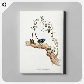 アートパネル-Long-tailed Wren
 - ジョン グールド Canvas.