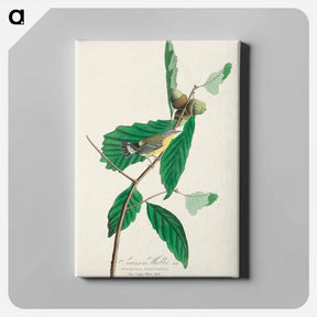 アートパネル-Black & Yellow Warbler
 - ジョン ジェームス オーデュボン Canvas.