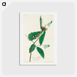 Black & Yellow Warbler
 - ジョン ジェームス オーデュボン Postcard.