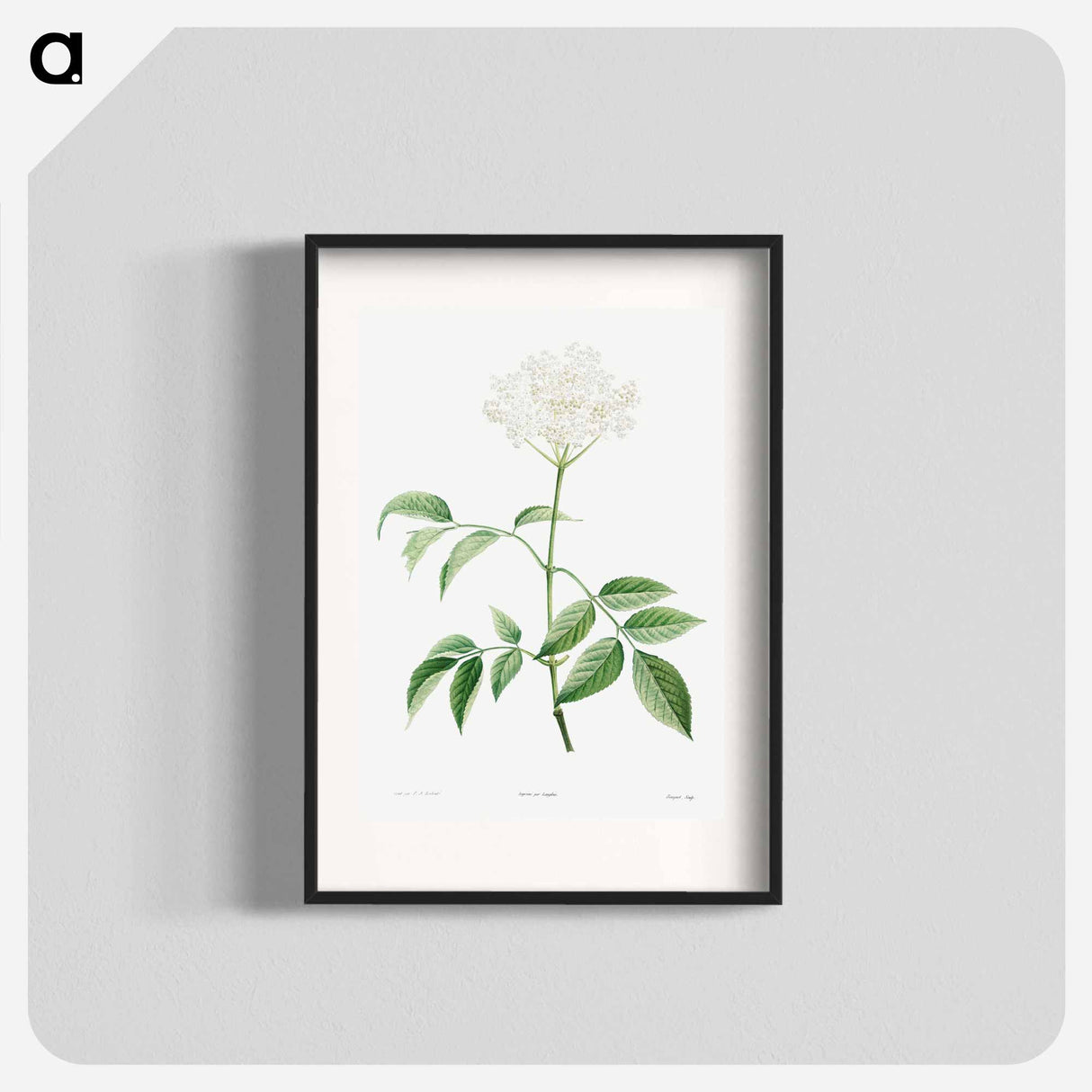 Elderflowers - ピエール ジョゼフ ルドゥーテ Poster.