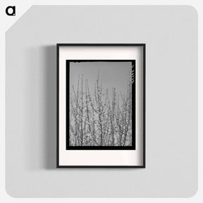 アートポスター-Apple Blossoms in Bernalillo County
 - ラッセル リー Poster.