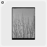 アートポストカード-Apple Blossoms in Bernalillo County
 - ラッセル リー Postcard.
