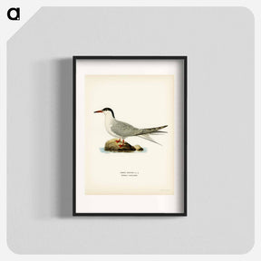 アートポスター-Common Tern
 - スヴェンスカ フォグラル Poster.