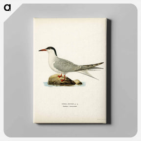 アートパネル-Common Tern
 - スヴェンスカ フォグラル Canvas.
