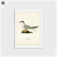 アートポストカード-Common Tern
 - スヴェンスカ フォグラル Postcard.