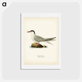 アートポストカード-Common Tern
 - スヴェンスカ フォグラル Postcard.