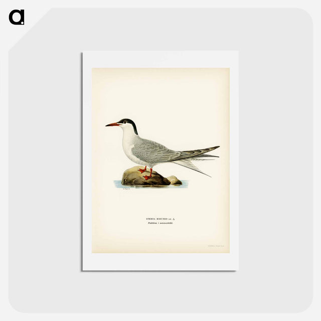 アートポストカード-Common Tern
 - スヴェンスカ フォグラル Postcard.