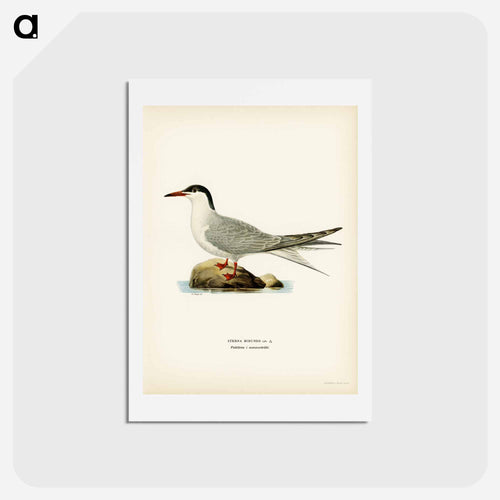 Common Tern
 - スヴェンスカ フォグラル Postcard.