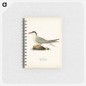 アートメモ帳-Common Tern
 - スヴェンスカ フォグラル Memo.